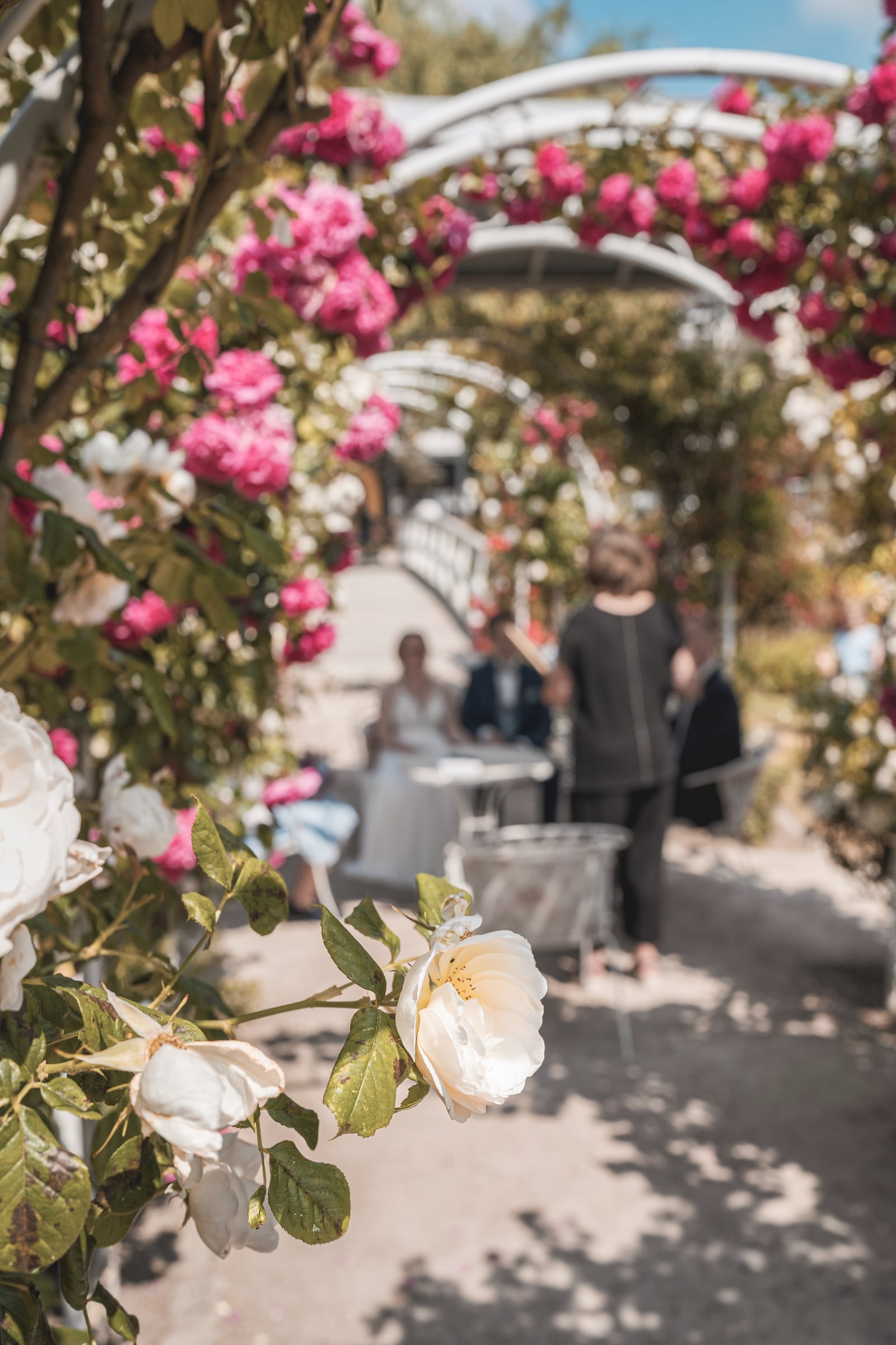Rosengarten im Rosarium Uetersen bei einer Hochzeit